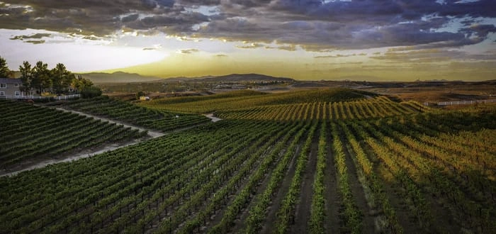 Temecula Wine Country